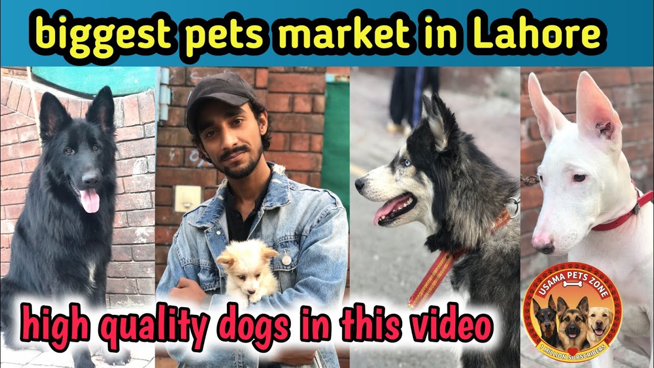 tollinton market Lahore dogs prize updates November 3, 2025