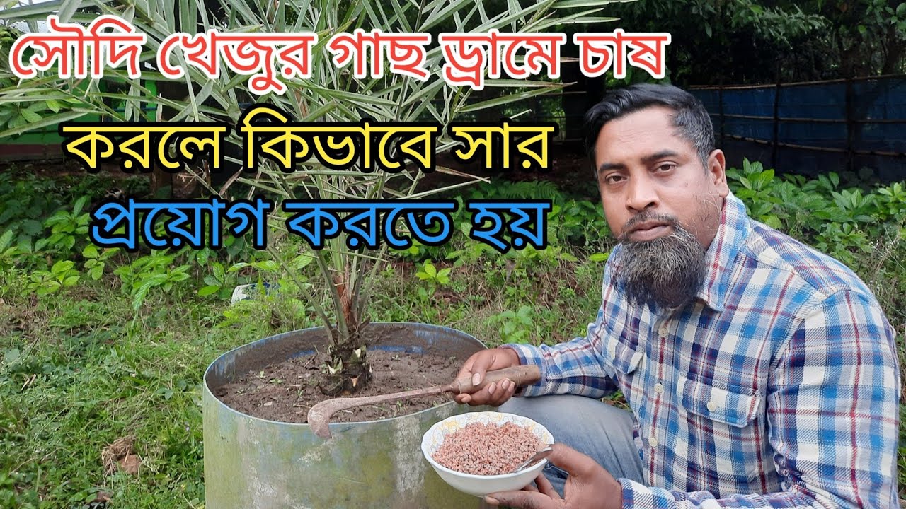 সৌদি খেজুর চাষ পদ্ধতি/সৌদি খেজুর গাছ ড্রামে চাষ করলে কিভাবে সার প্রয়োগ করতে হবে