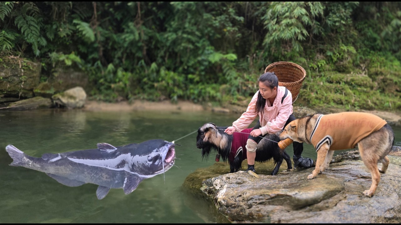 The girl, along with her goat and dog, pulled up a huge fish - ha thi muon