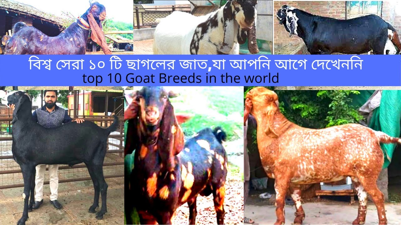 সবচেয়ে বড় ১০ টি ছাগলের জাঁত,Top 10 goat breeds in the world