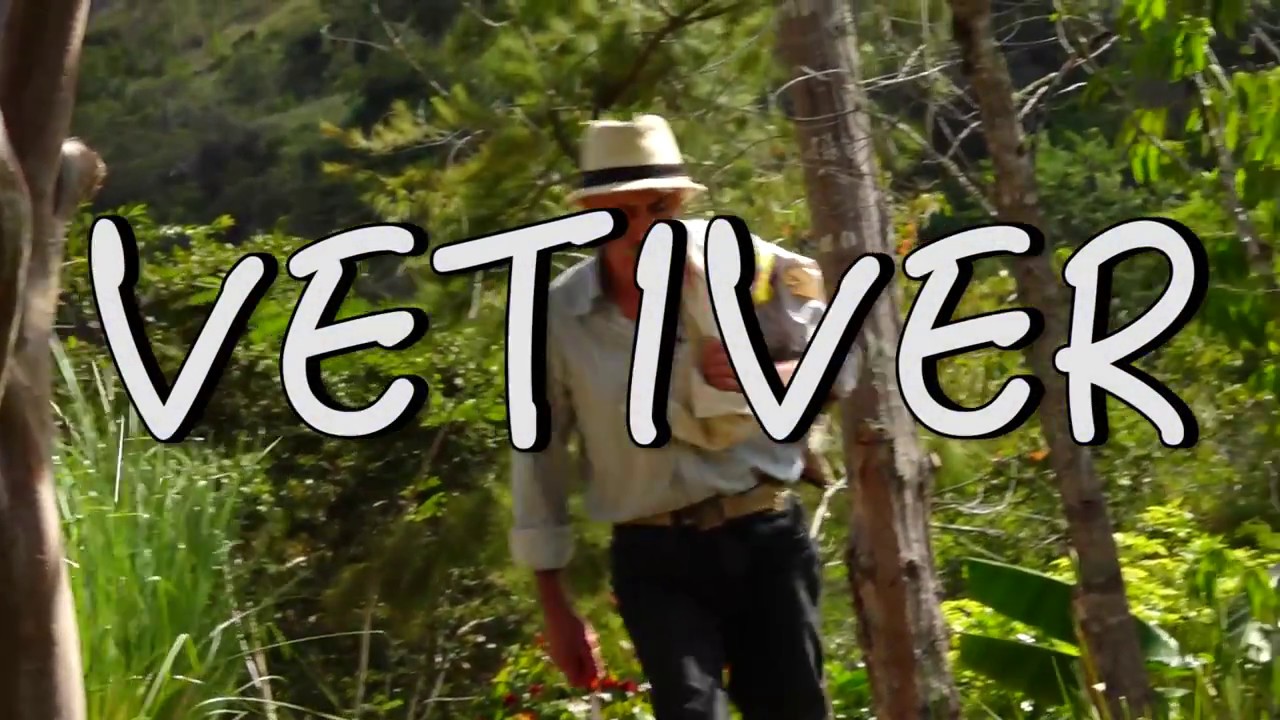 Vetiver, el amigo del agricultor