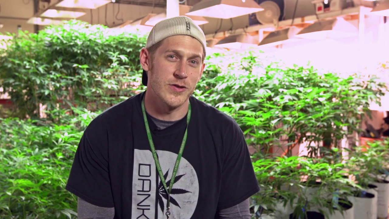 Best Bud Trimming Company Review