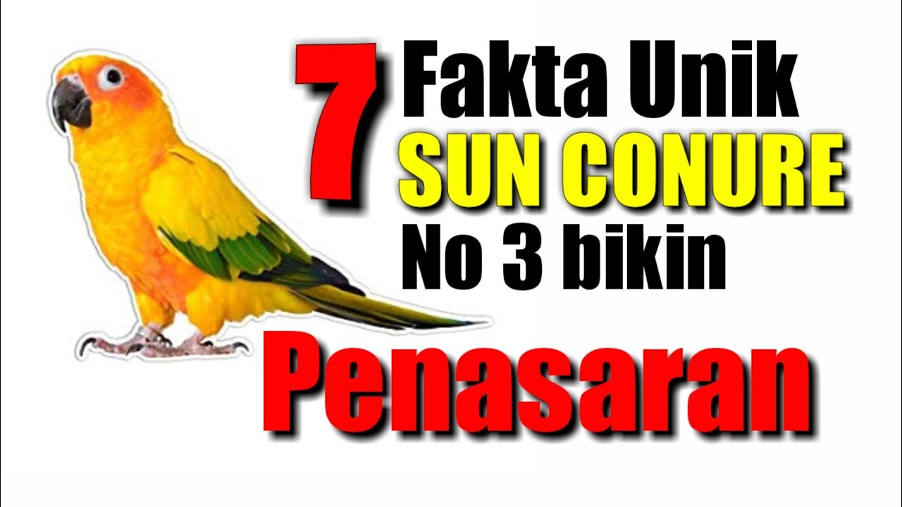 7 Fakta Unik Sun Conure No 3 Bikin TERCENGANG ❗ Ternak Burung Sun Conure