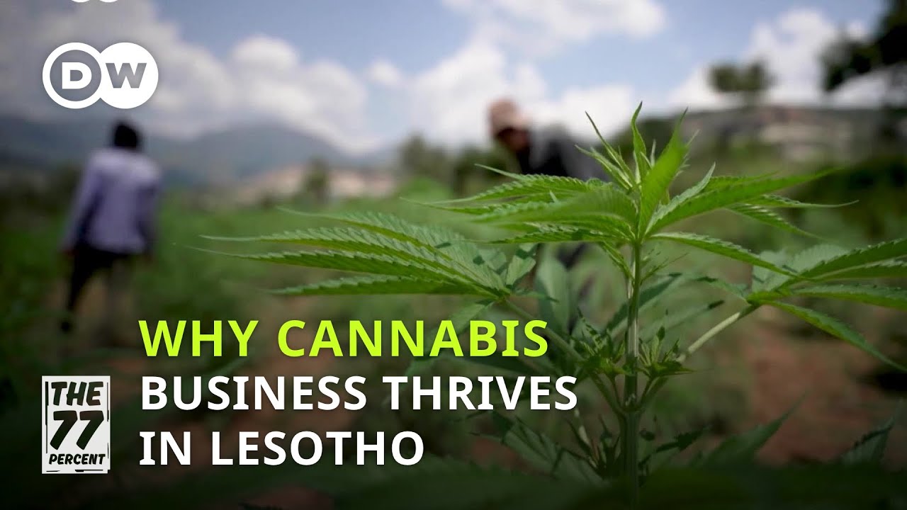 Lesotho&rsquo;s cannabis becomes big business