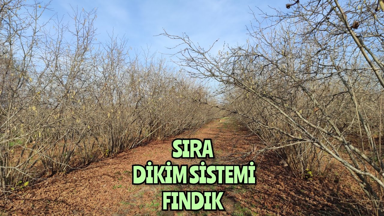ÇARŞAMBA USULÜ SIRA Fındık Dikimi‼️ Bu Sistem İle FINDIK Dikimi Sizce Nasıl ?