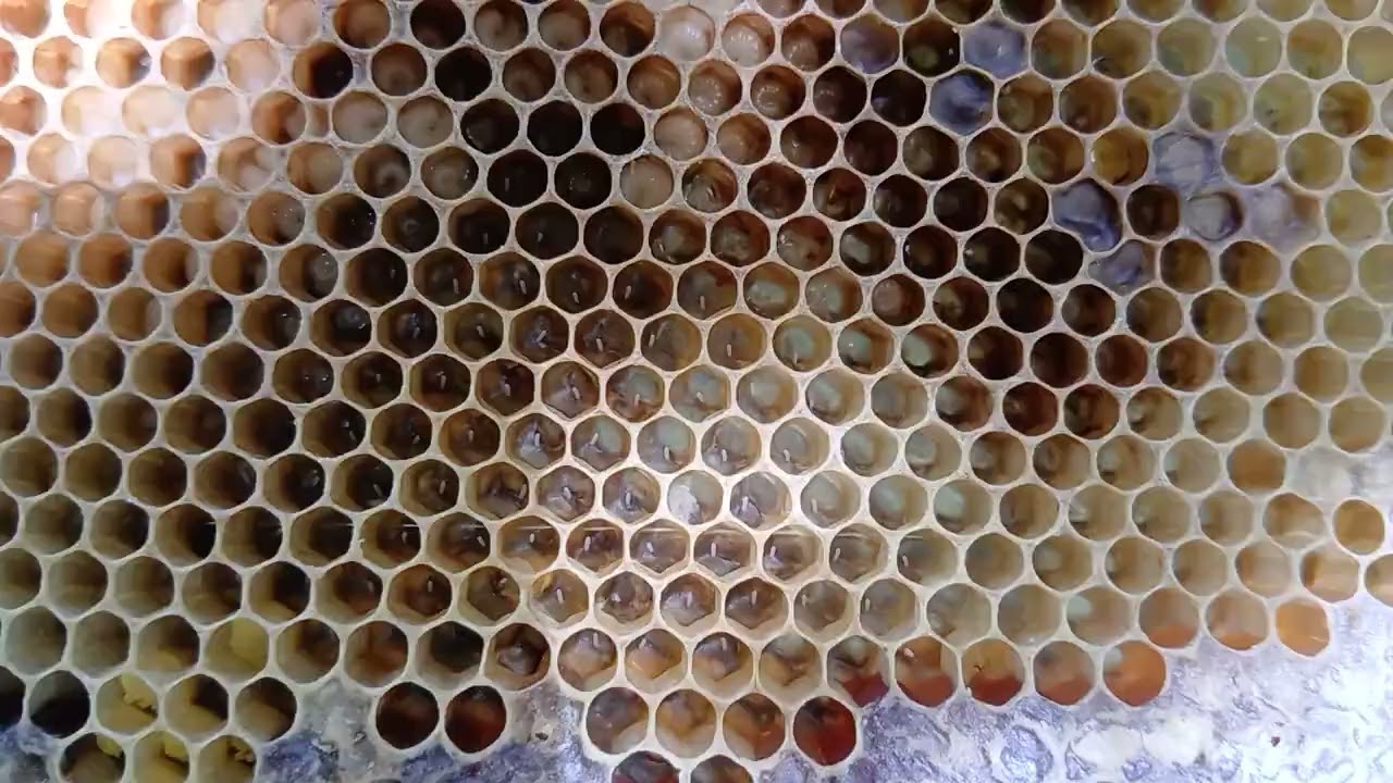 Vejam galerinha caixa de 8 quadrinhos sem espaço vou ter que mudar prá caixa de10 quadrinhos 