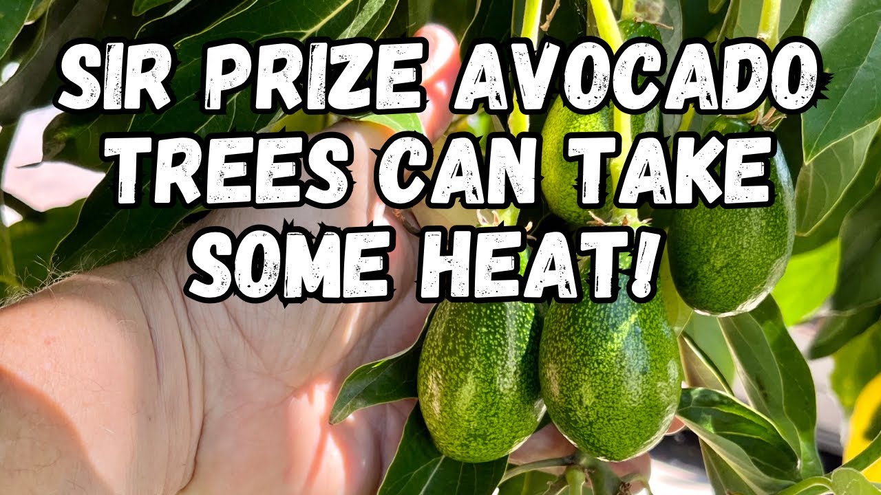 Growing a “ Sir Prize “ Avocado Tree | Loaded With Fruit | Heat and Cold Hardy