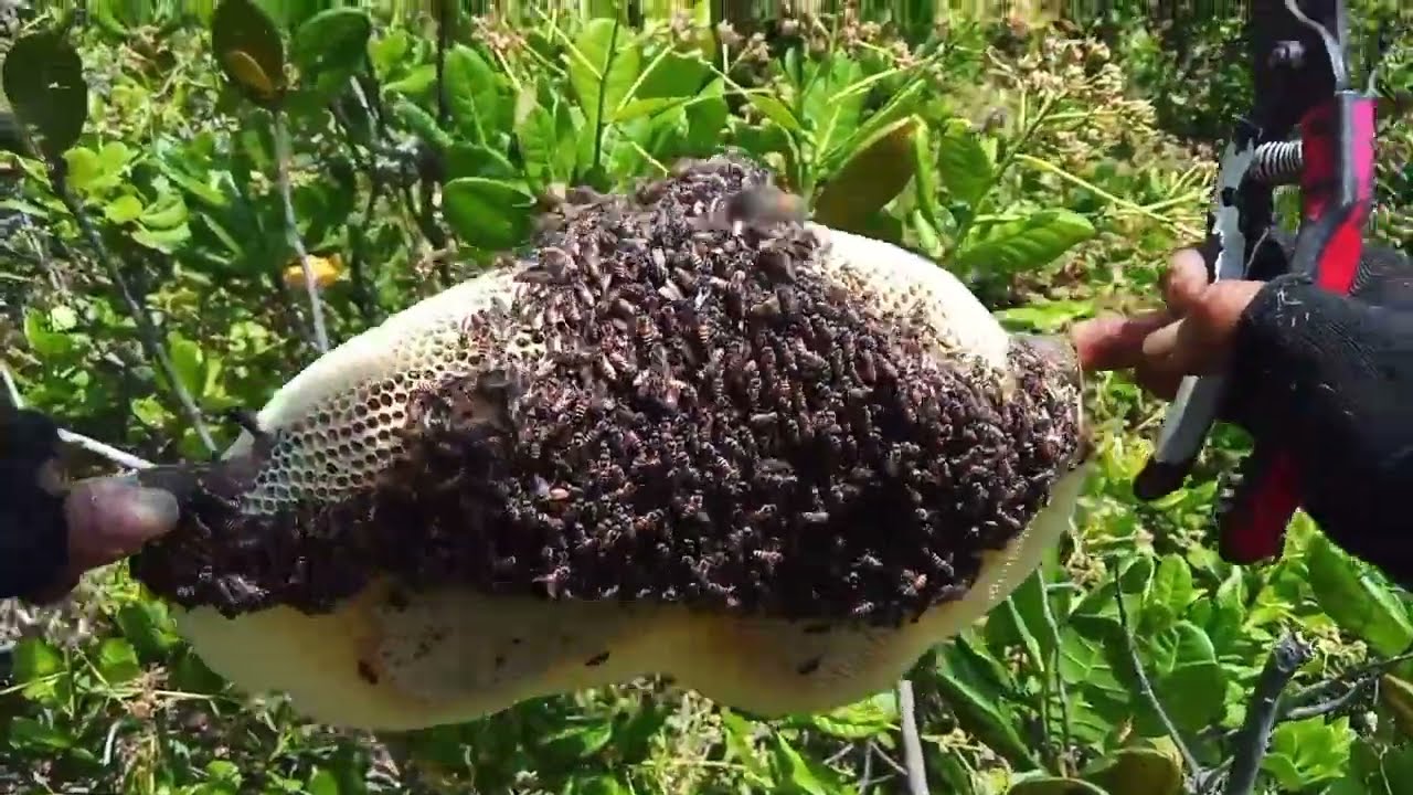 sau chuyến_ săn bắt ong 🐝 nhiều nơi 🗻cũng gặp may mắn_hienbinhthuantv.