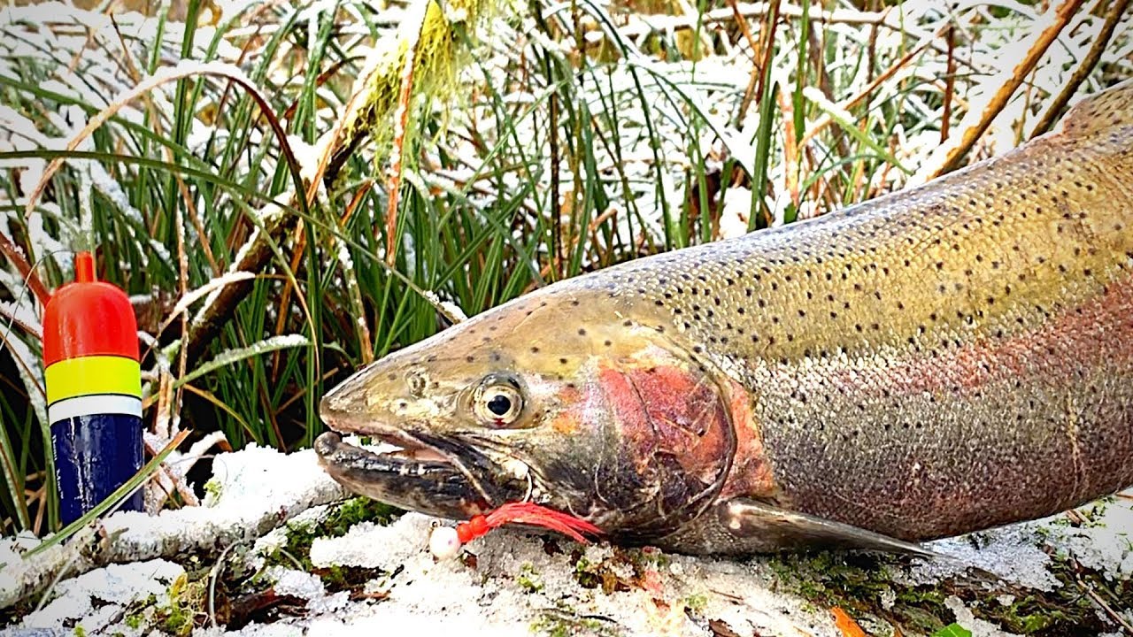 Winter STEELHEAD Catch & Cook (In the Woods!)