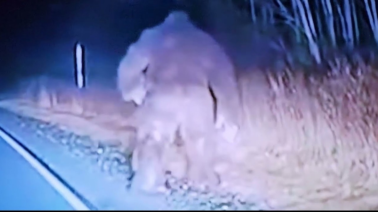 REAL Sightings of Unknown Beings Caught on Video - Part 2