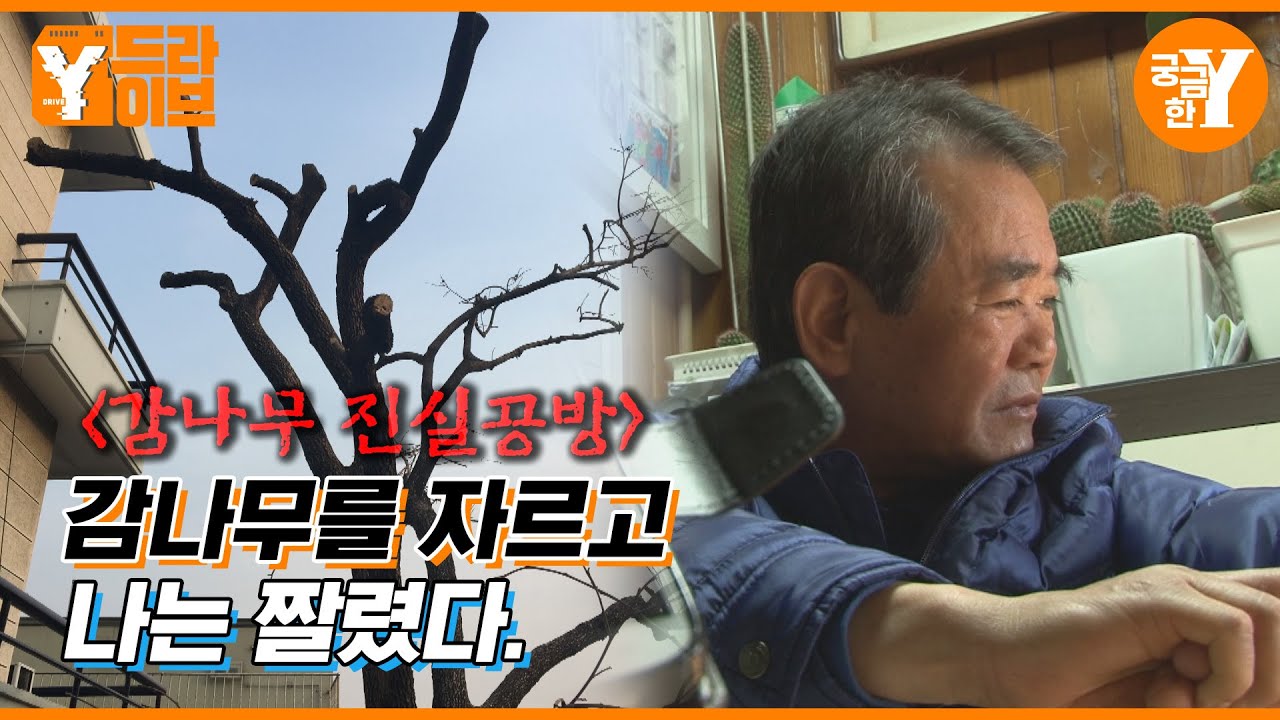 감나무를 잘라서 해고?! 🌳🪚 | Y드라이브