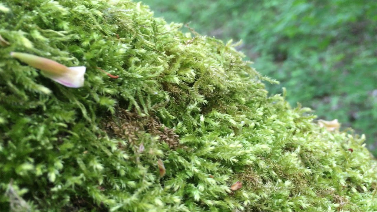Natuurpracht bij valavond