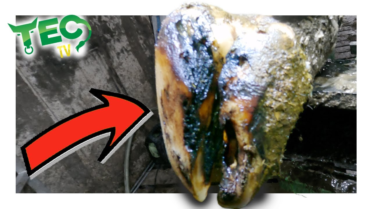 EXTREMELY OVERGROWN COW'S HOOF, BLOCK OR NOT? | TEC TV