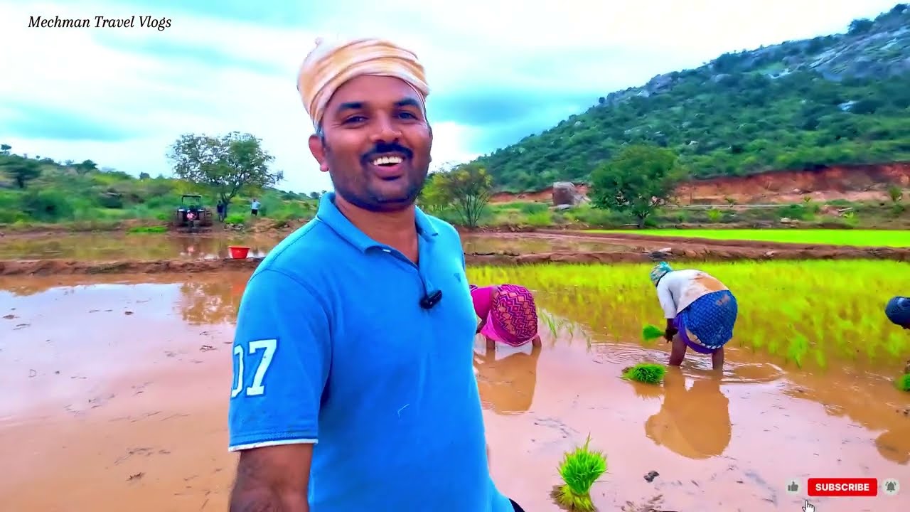 Paddy Farming in My Village🌾#🌞Traditional Rice farming in India# From Mud to Meals🚜🌿✨