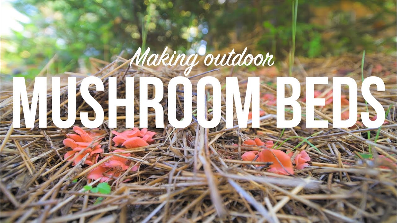 Outdoor Mushroom Beds | The Easiest Way to Grow Edible Mushrooms in Your Garden or Back Yard!
