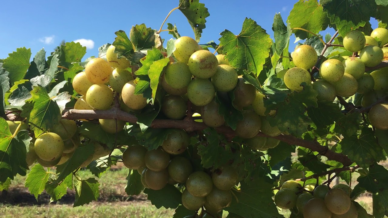 Ison's Nursery - PAM on the vine.       www.isons.com
