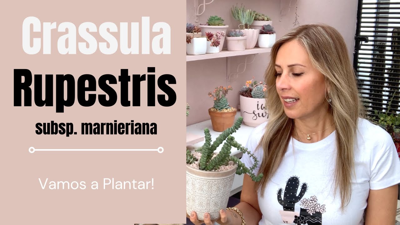 Hablemos de la Crassula rupestris subsp. marnieriana