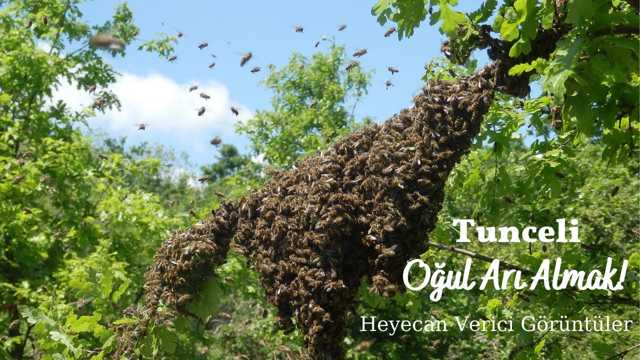 OĞUL ARI ALMA I Ağaçtan Arı Aldık I Arıcılık Videosu I Arı Kovanının İçi