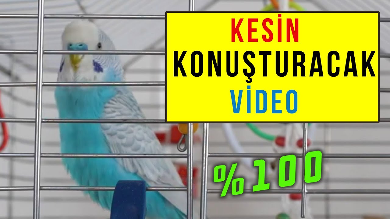 MUHABBET KUŞU KESİN KONUŞTURACAK VİDEO | VİDEOYU DİNLETİN BEKLEYİN