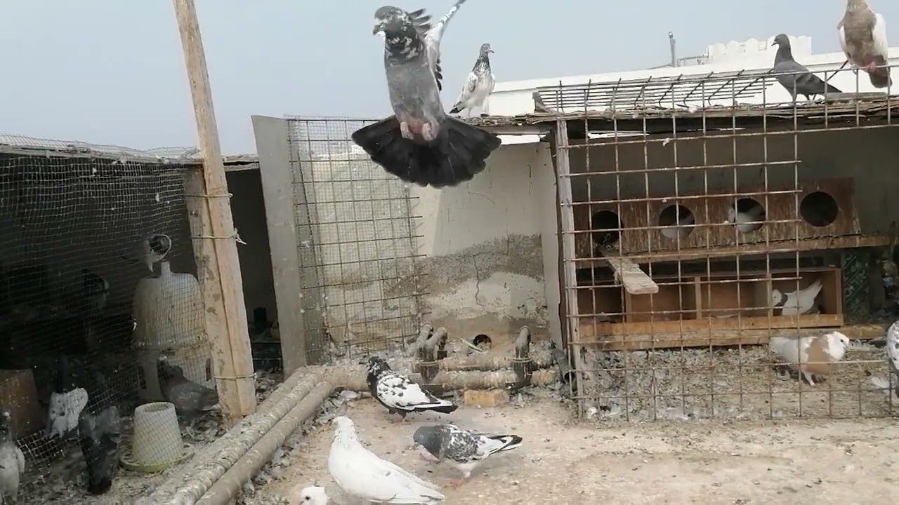 تخريج الحمام الباكستاني 👏جولة عند الحمام 