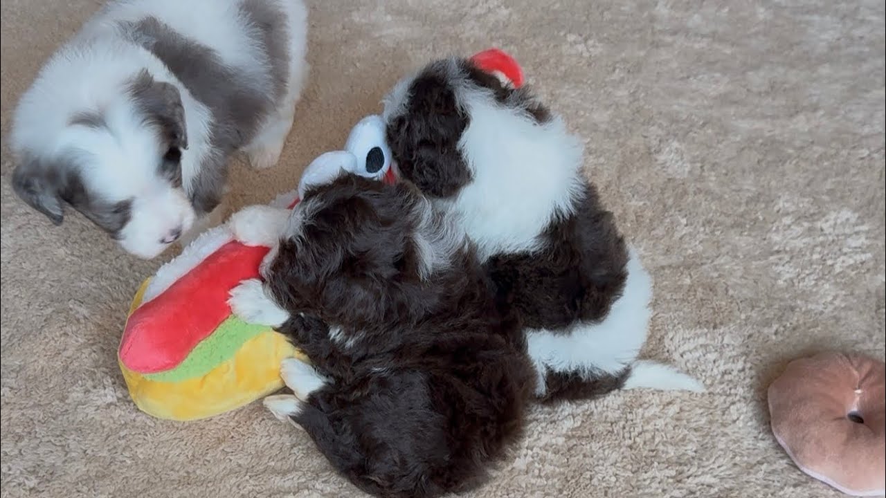 Opals Mini Bernedoodle babies are 4 weeks old! ♥️