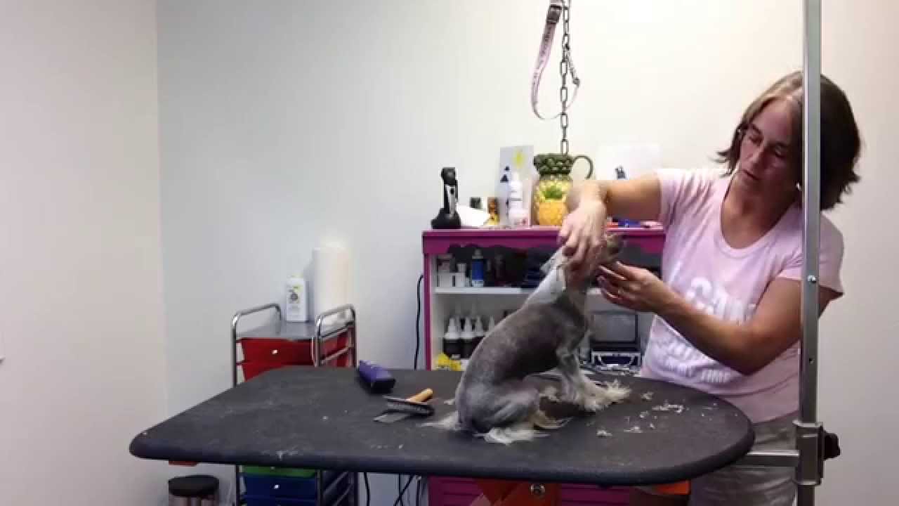 Chinese Crested - Grooming Milan for NevadaSPCA - Chinese Crested beauty revealed