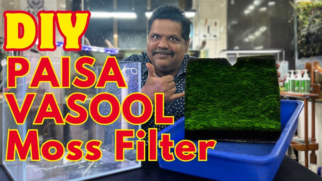 DIY Moss Wall HamburgMatten Filter– BEST for Shrimp Breeding Tanks! 🌿