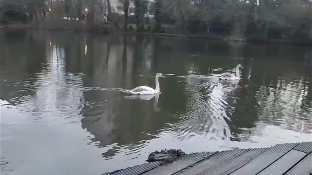 Peaceful swan moment