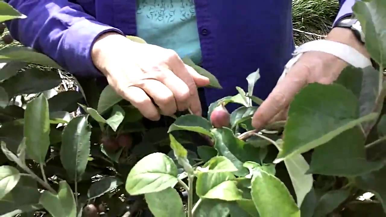 Controlling Apple Maggot and Codling Moth