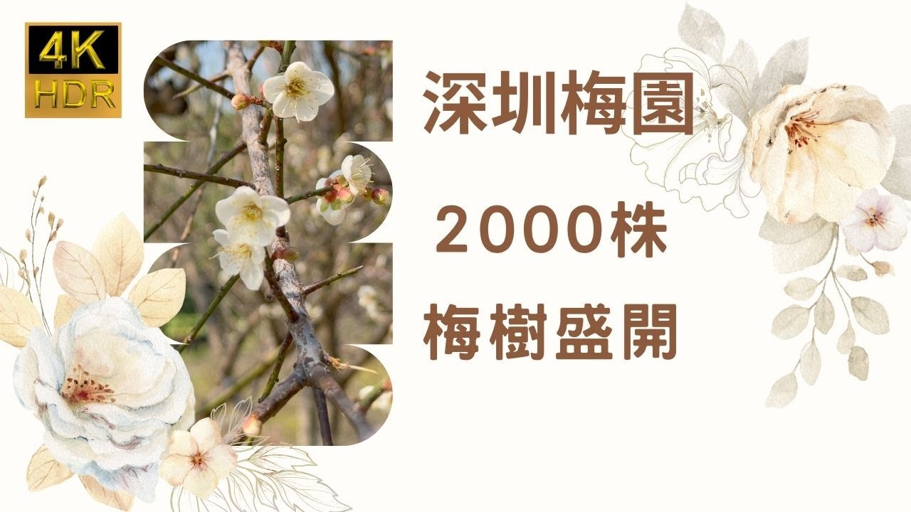 【季節限定  梅花盛開】深圳梅園梅花｜五種梅花｜潮塘宮粉｜桃紅宮粉｜美人梅｜朱砂梅｜綠萼梅｜深圳好去處｜深圳遊｜打卡熱點