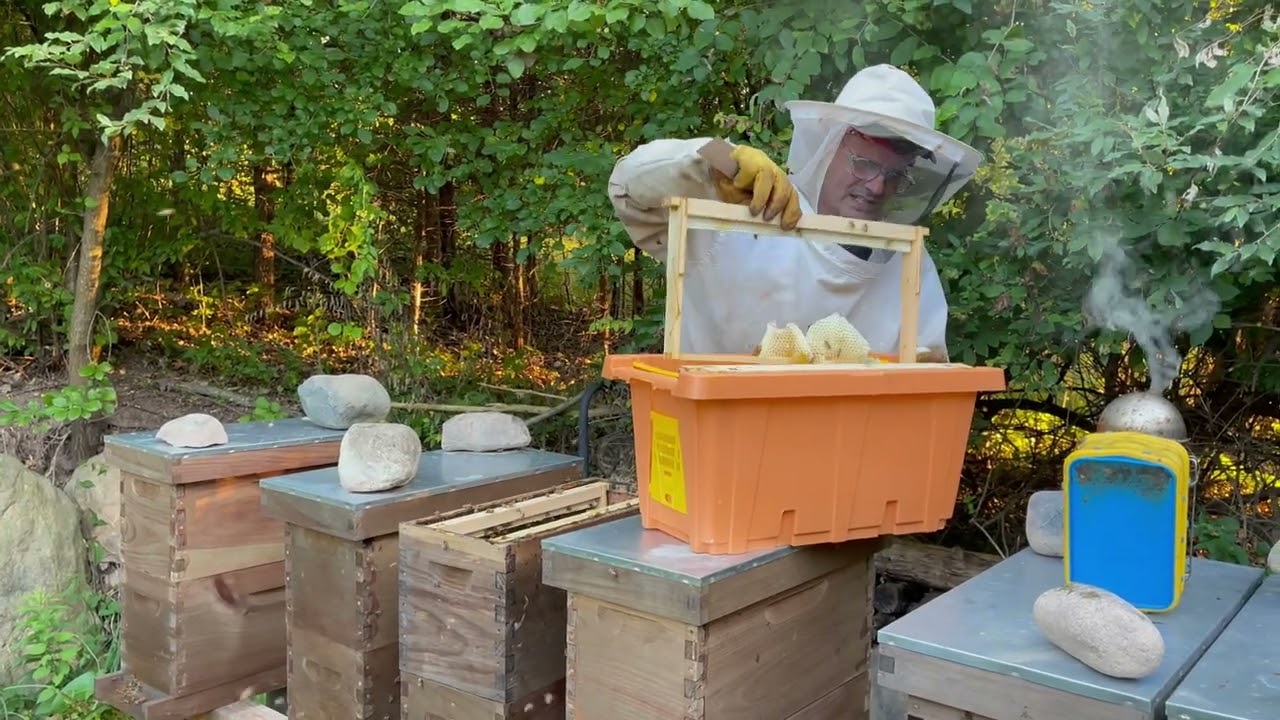 Cross Comb, Honey Bound, Swarm Cells, OH MY!  Nuc Yard Swarm Catch Update