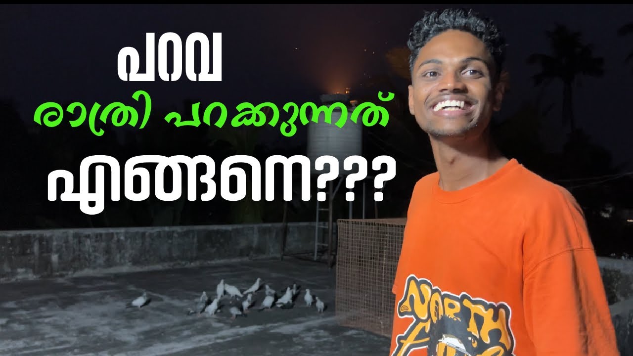 18 മണിക്കൂർ പറക്കുന്ന പറവകൾ രാത്രിയിലെങ്ങനെ പറക്കും? 