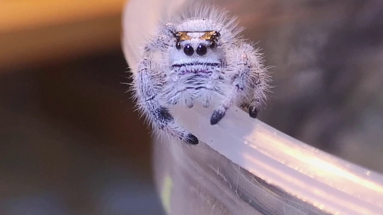 How to: Keep the cutest spiders ever! (Phidippus regius)