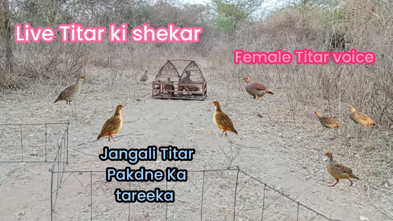 Live Jangali Titar Pakdne Ka New Tareeka Jangali titar ki shekar ki awaz