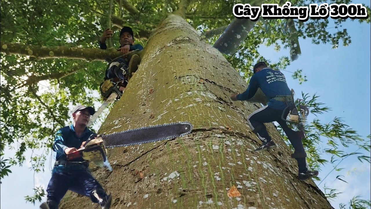 Cưa cây siêu cao khổng lồ / Sawing down giant trees | P104