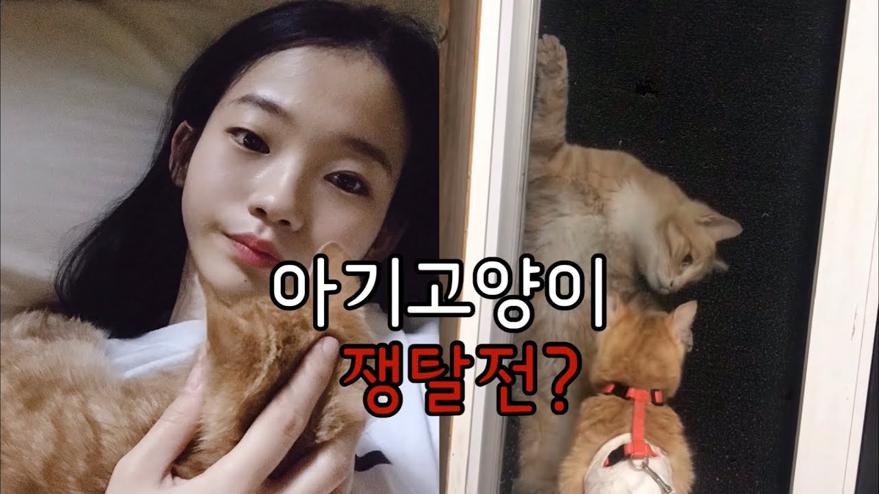 구조한 아기고양이를 찾아온 형