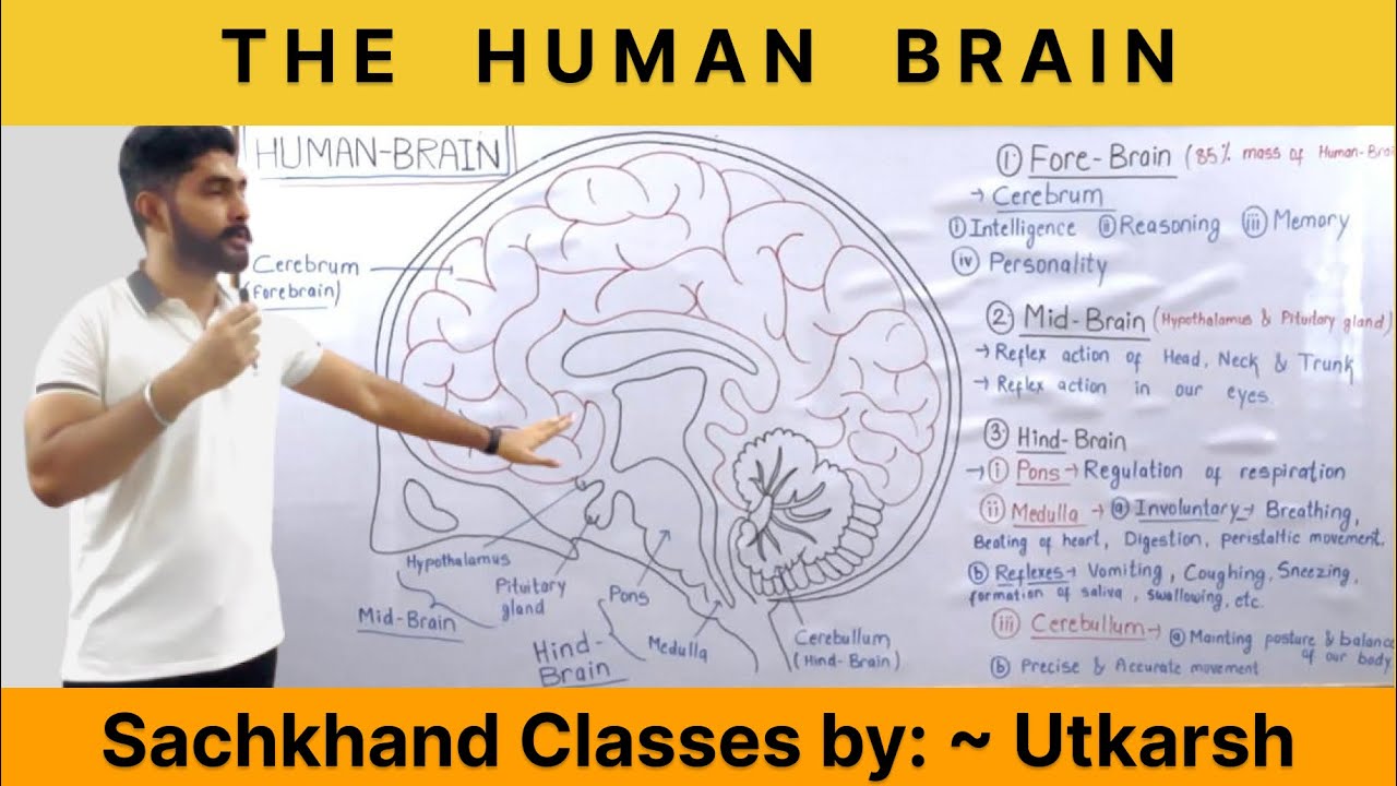 THE  HUMAN  BRAIN  | CLASS- X  Biology |  Control and coordination. 