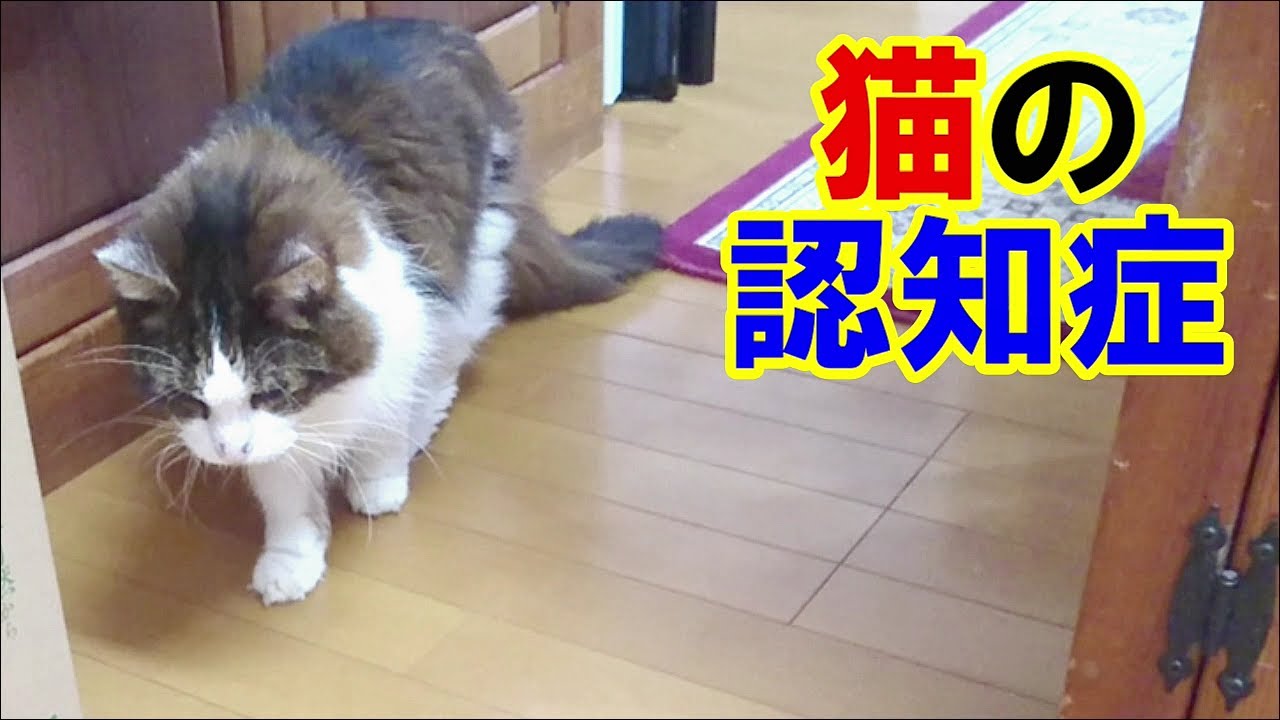 猫の認知症 - 予兆