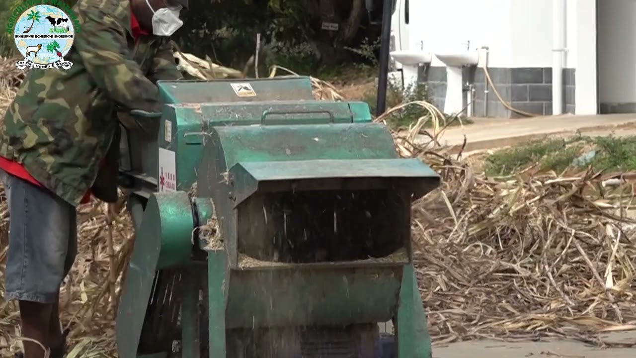 Juncao Processes   Planting to Mushroom Substrate