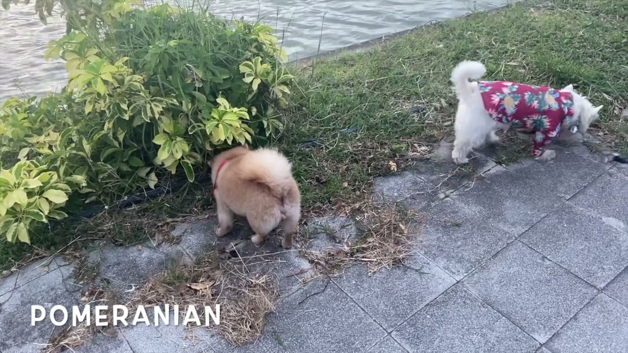 BUTT SNIFFING AT CHAWENG LAKE KOH SAMUI : TRAVEL WITH A DOG