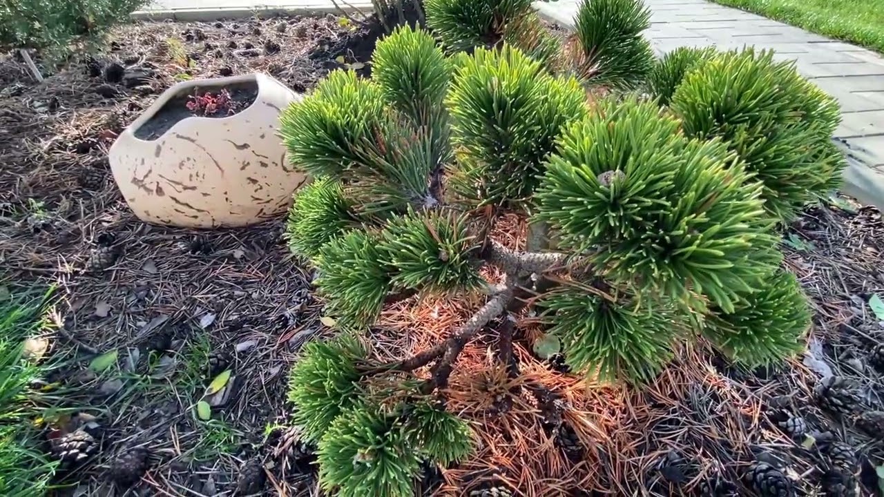 Сосна горная Jacobsen🌲