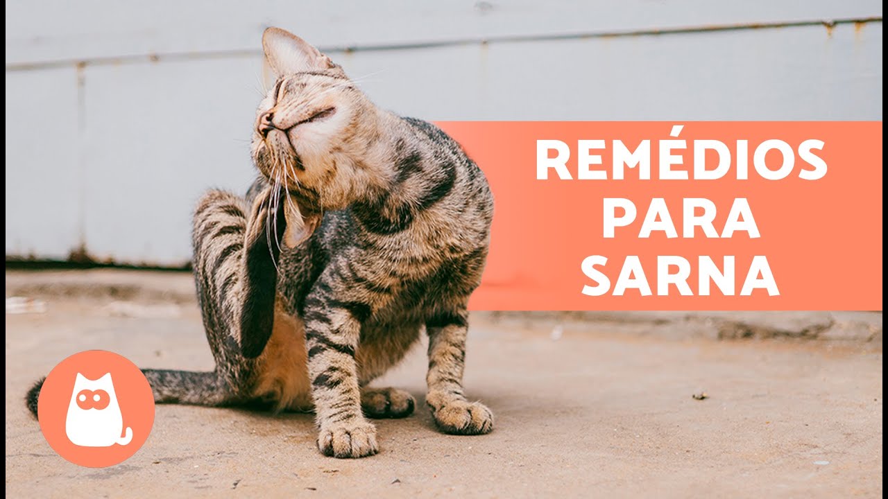 8 REMÉDIOS CASEIROS para sarna em GATOS 🐱✅ | Remédios caseiros eficazes