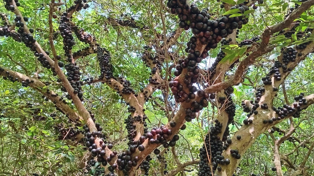 SITIO PRODUTIVO DÁ DINHEIRO É PRECISO TER CORAGEM PRA TRABALHAR QUE O DEMAIS A NATUREZA O FARÁ 