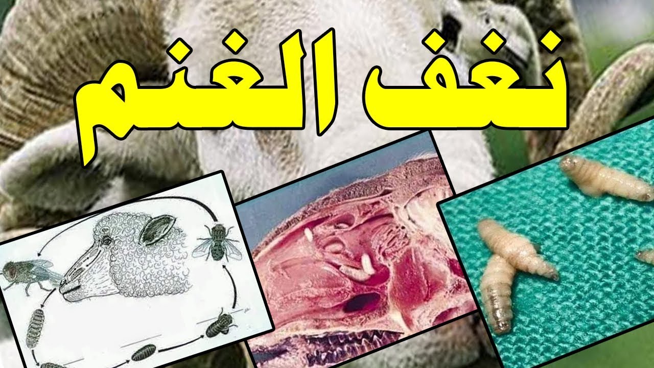 نغف الغنم 