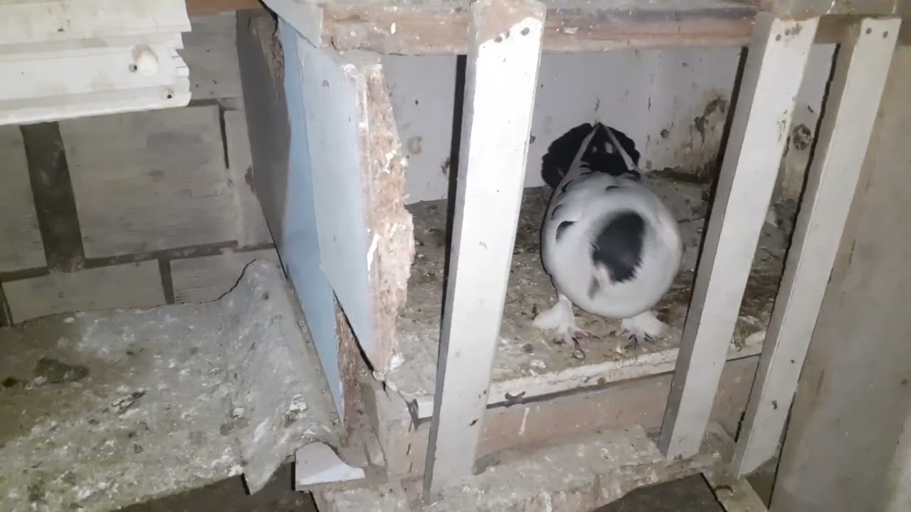 Hastalık içimizden geçti 