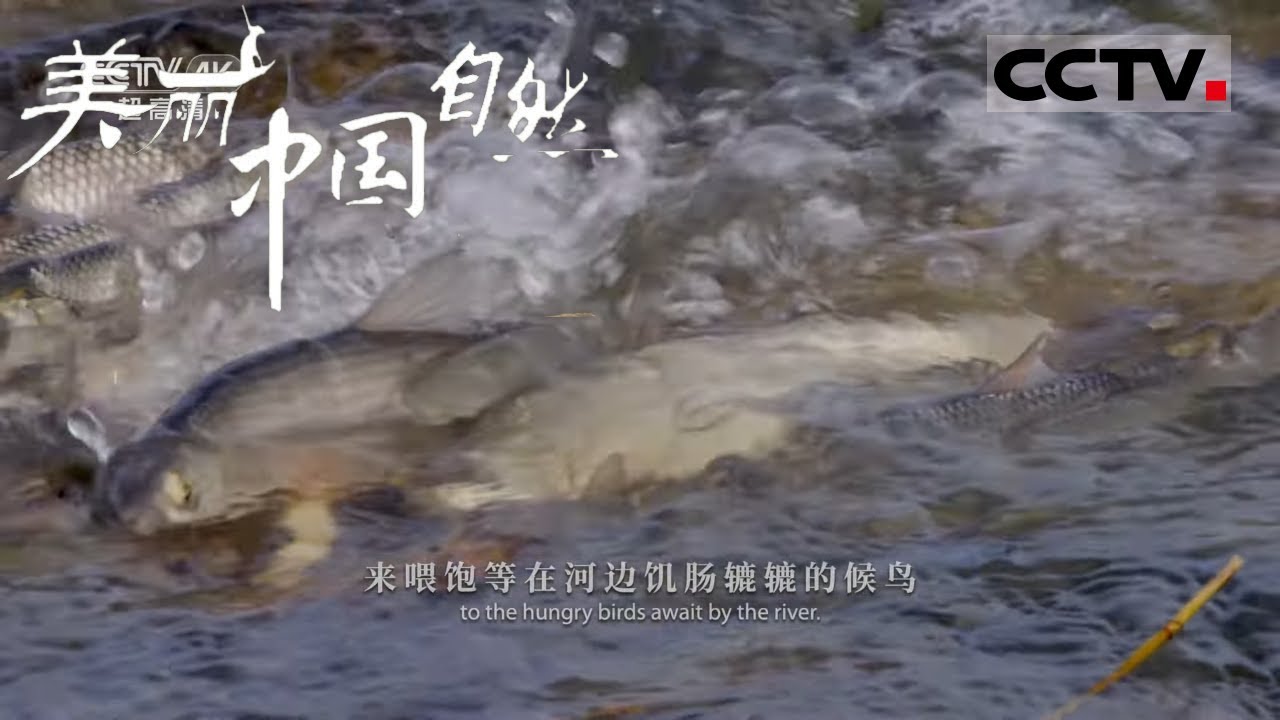 【ENG】每年洄游十几公里 纵使千难万险 华子鱼也要到淡水产卵《美丽中国自然》克什克腾的春系列【CCTV纪录】