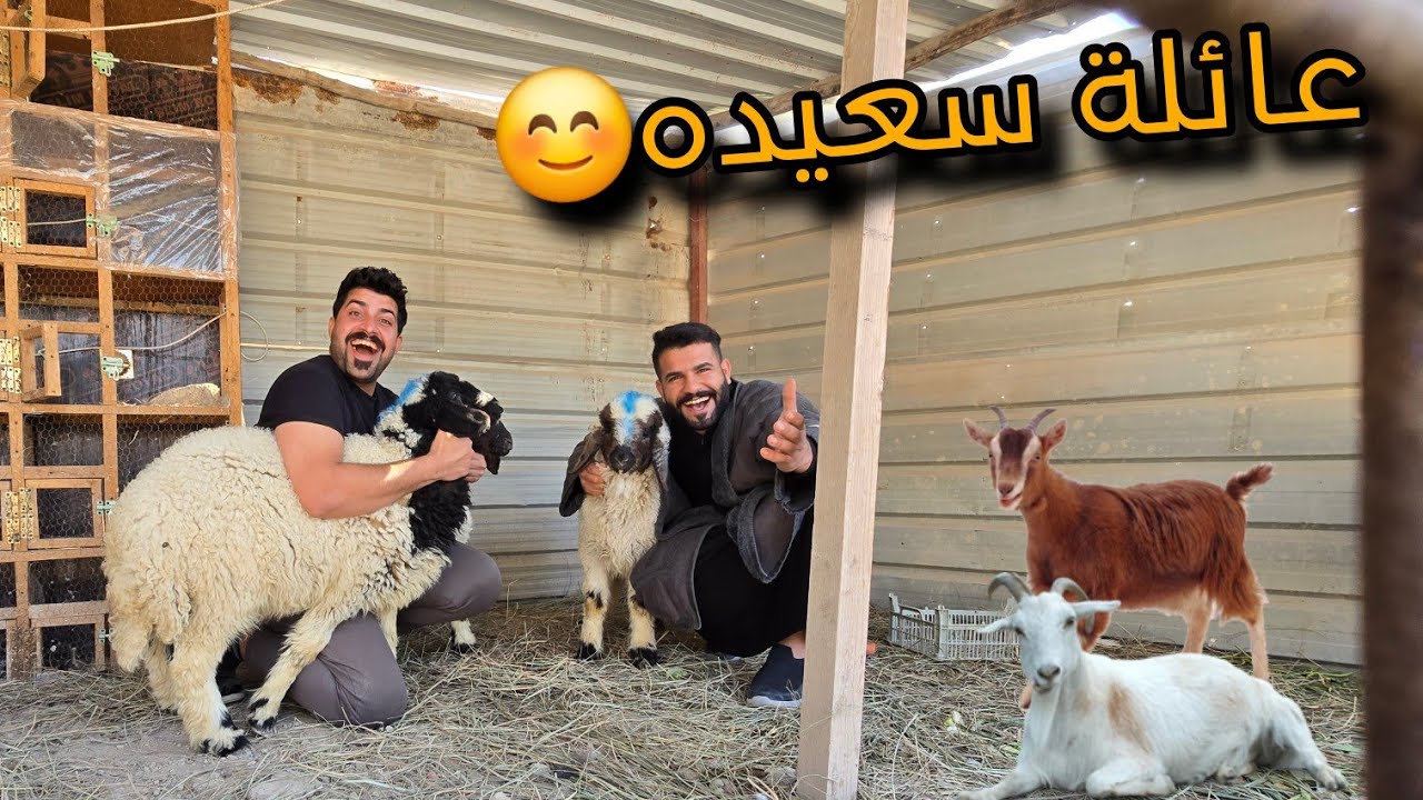 فرات جاب غنم للمزرعة🤭تجهيز مكان الولاده لسعيده🐐عمل داخل المزرعة 🚜