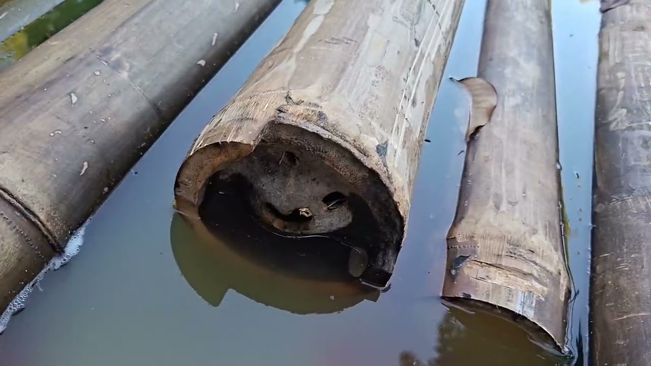 How to build a Bamboo greenhouse part 2 - Bamboo treatment 