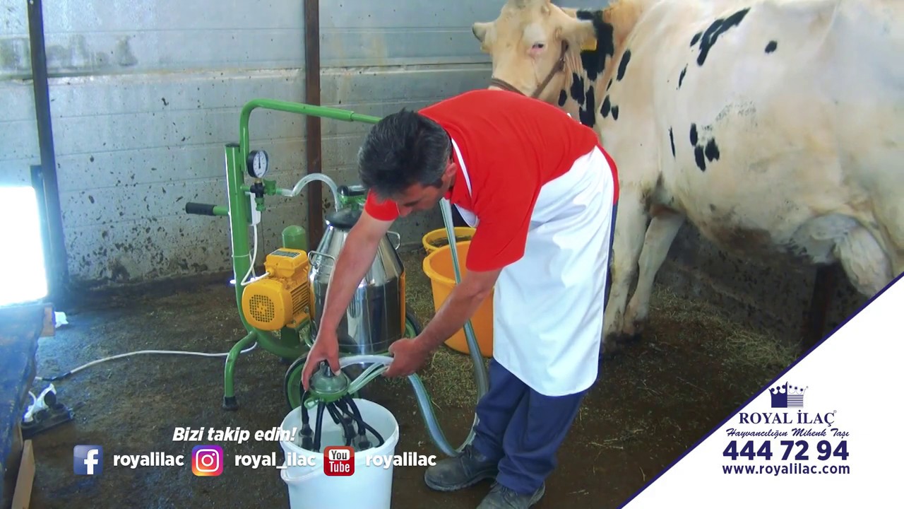 Sağlıklı Süt Sağımı ve Sağım Makinalarının Temizliği Nasıl Yapılmalıdır? / Royal İlaç