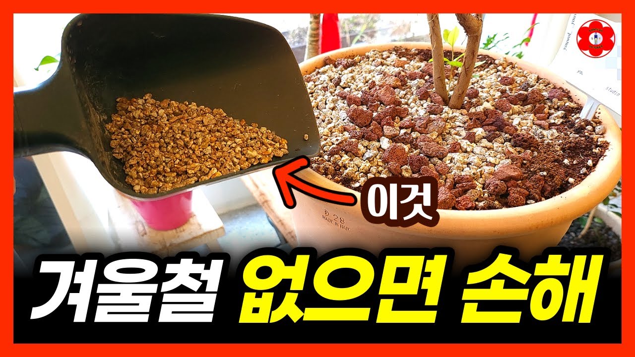 피해 보기 전에 지금 당장 준비하세요, 겨울엔 '이거' 필수입니다ㅣ겨울철 식물 살리는 방법ㅣ곰팡이 없애는 방법ㅣ겨울철 식물 관리법 (ft. 식물 과습 주의, 식물 관리 필수템)